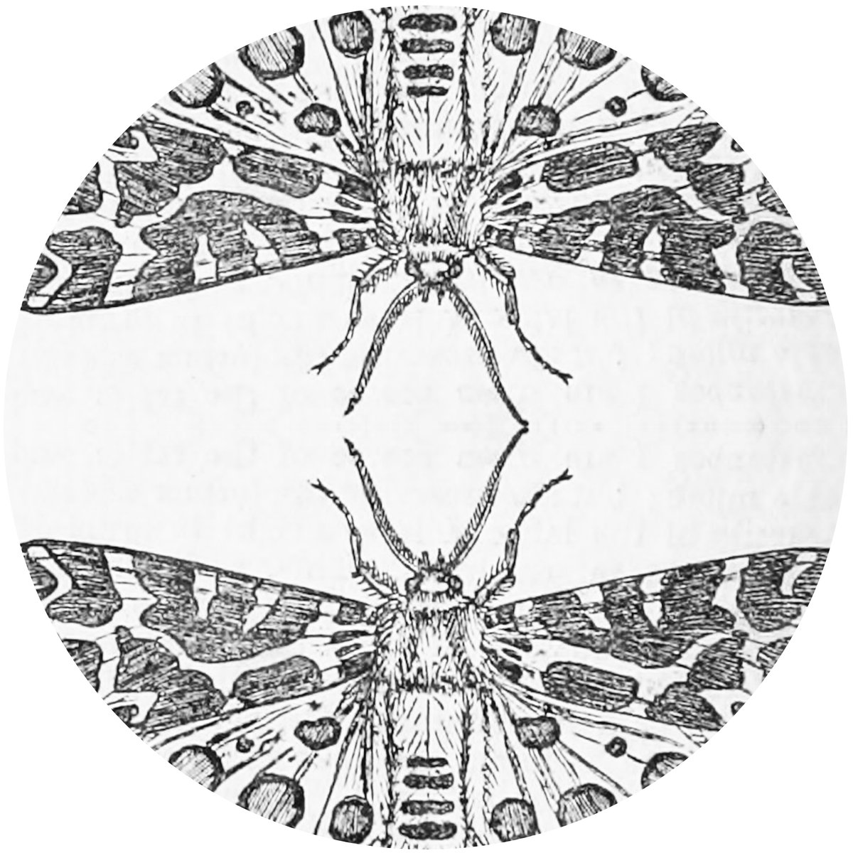 Jute Gyte - The Sparrow - 12
